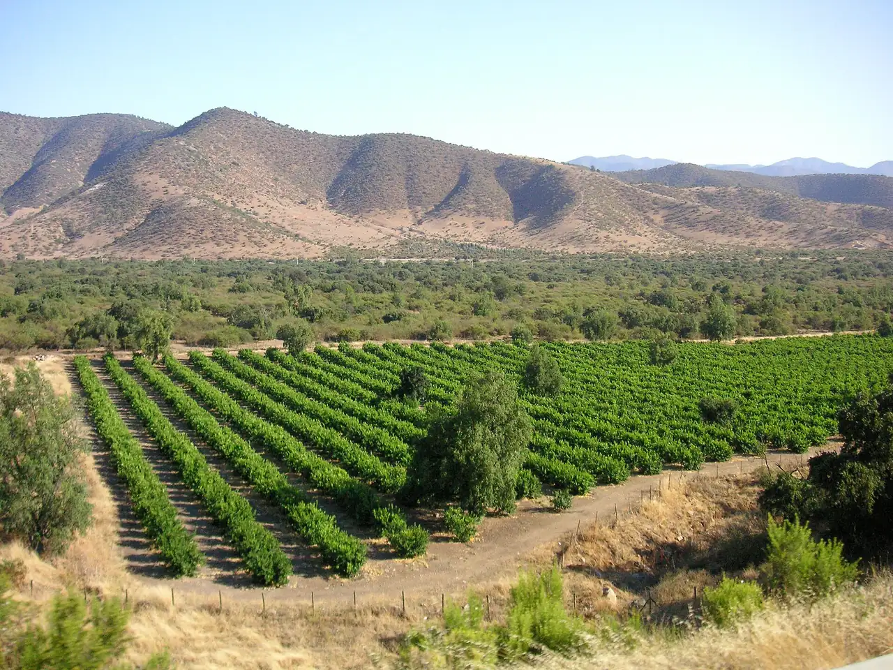 Viñedo en los faldeos de la cordillera de los Andes