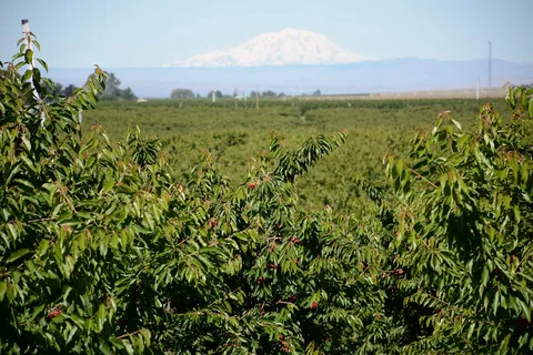 Cerezas 2025/26: temporada récord y lo que significa para el mercado de campos